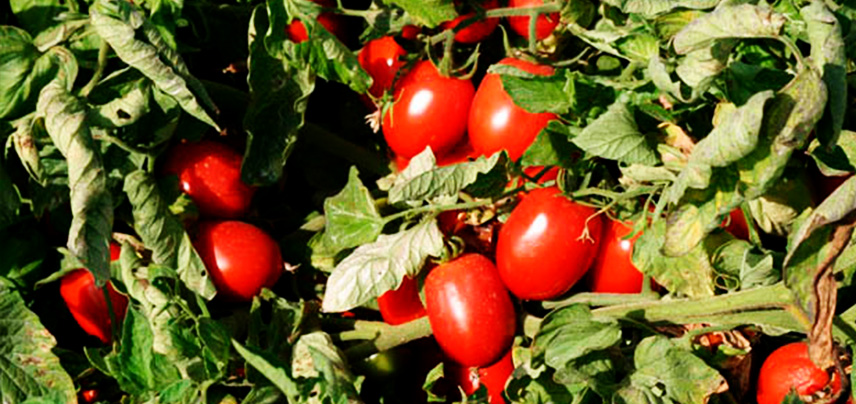Tomato for Processing
