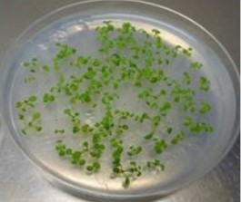 Figura 2. Evaluación con Arabidopsis thaliana.