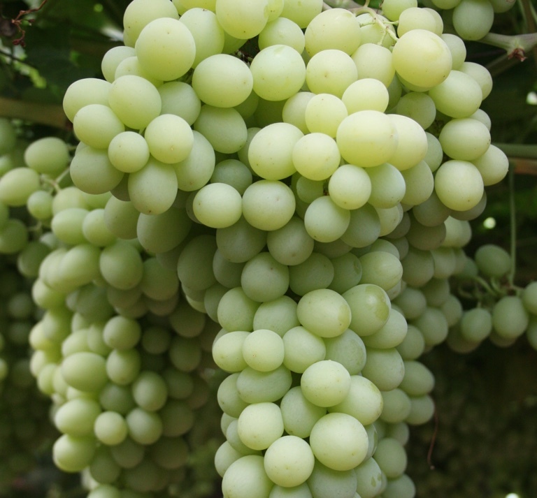 Table Grapes