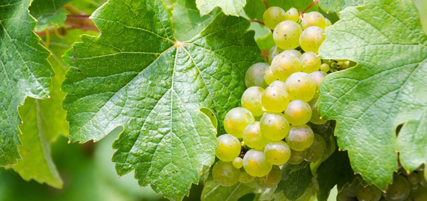 Winemaking Grapes