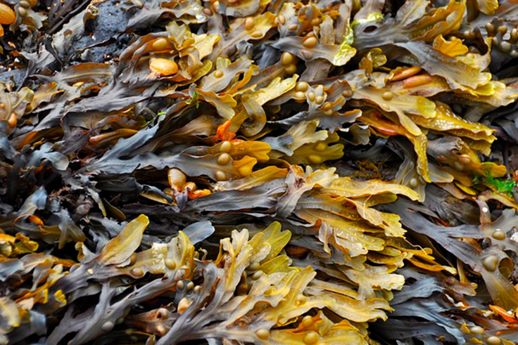 SEAWEED】The use of seaweed in agriculture