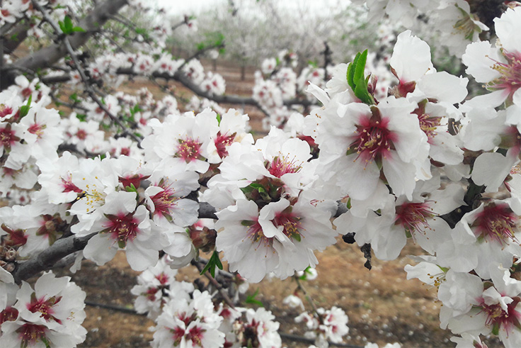 floración del almendro