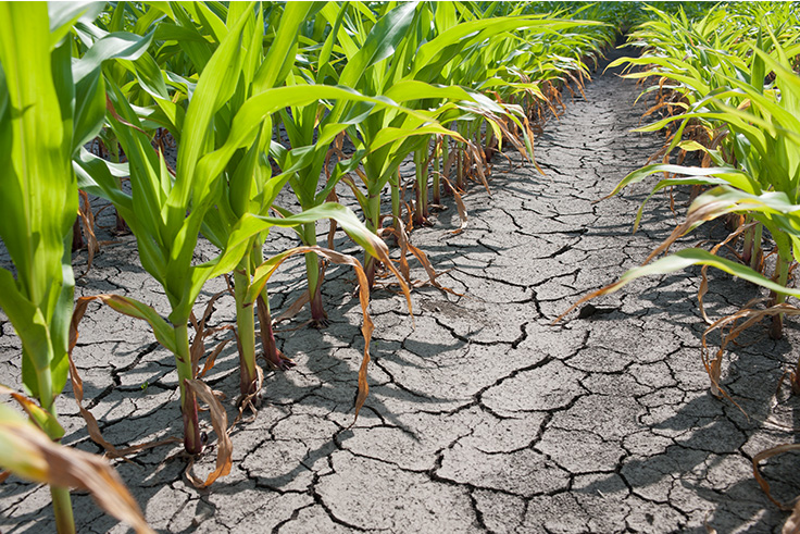 Lluvias agricultura