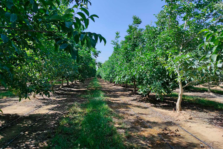 plantación frutos secos