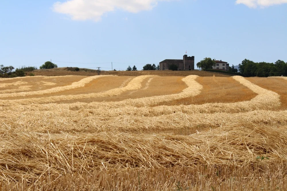 Campos de cultivo de trigo en Navarra, España.
