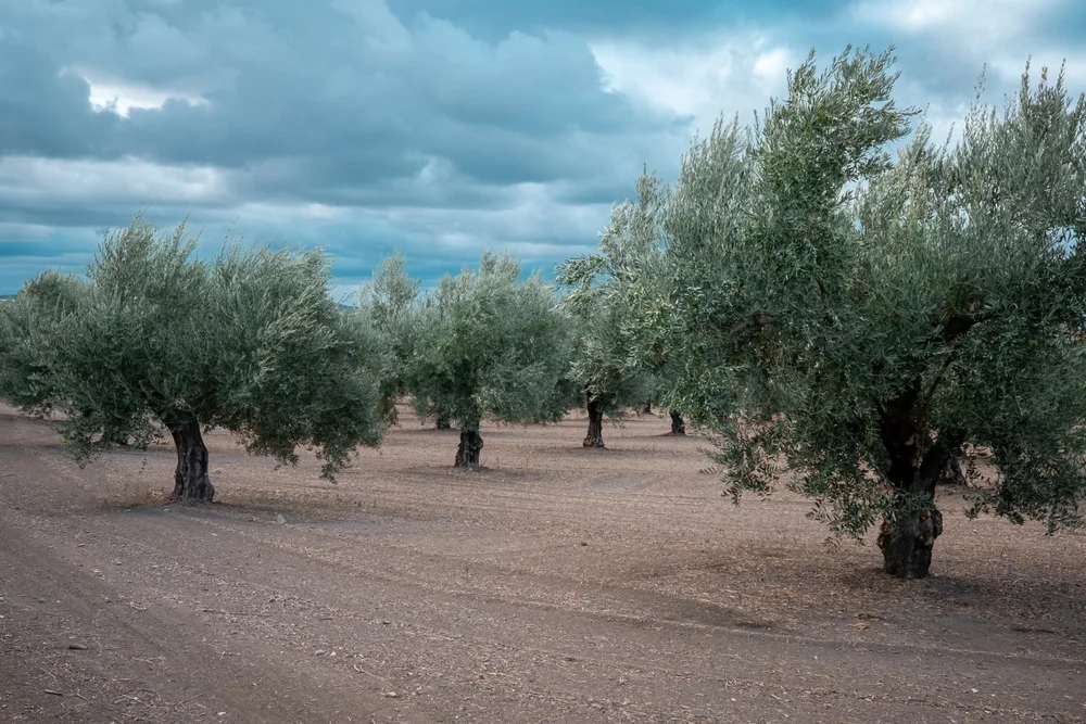 Filas de olivos en una explotación agrícola de cultivo leñoso.