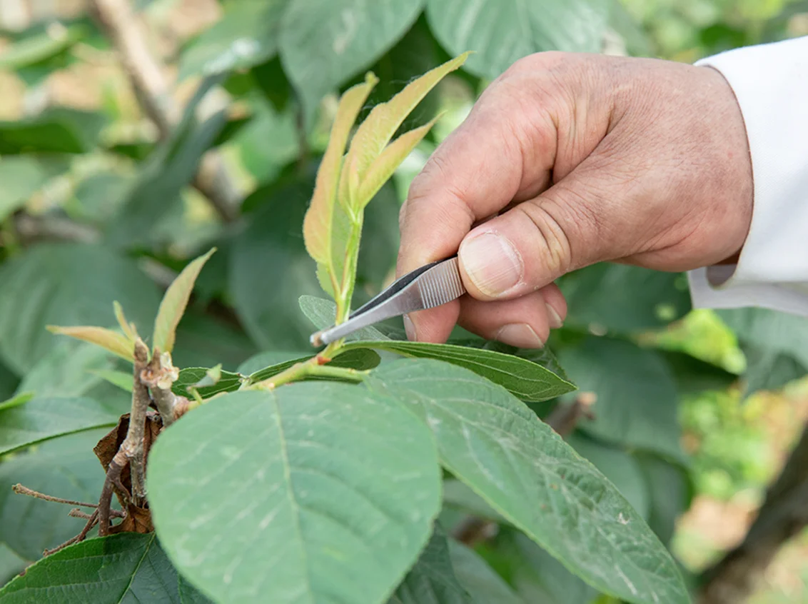 Nuevas técnicas genómicas aplicadas a la mejora genética vegetal en agricultura