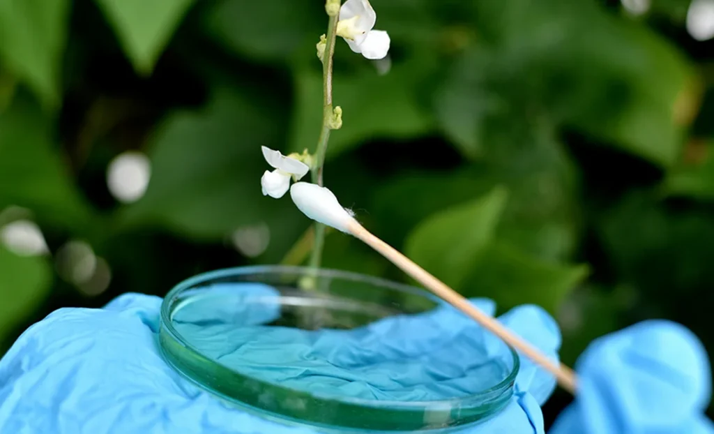 Manos con guantes sostienen una placa de Petri y acercan un hisopo a las flores de una planta.